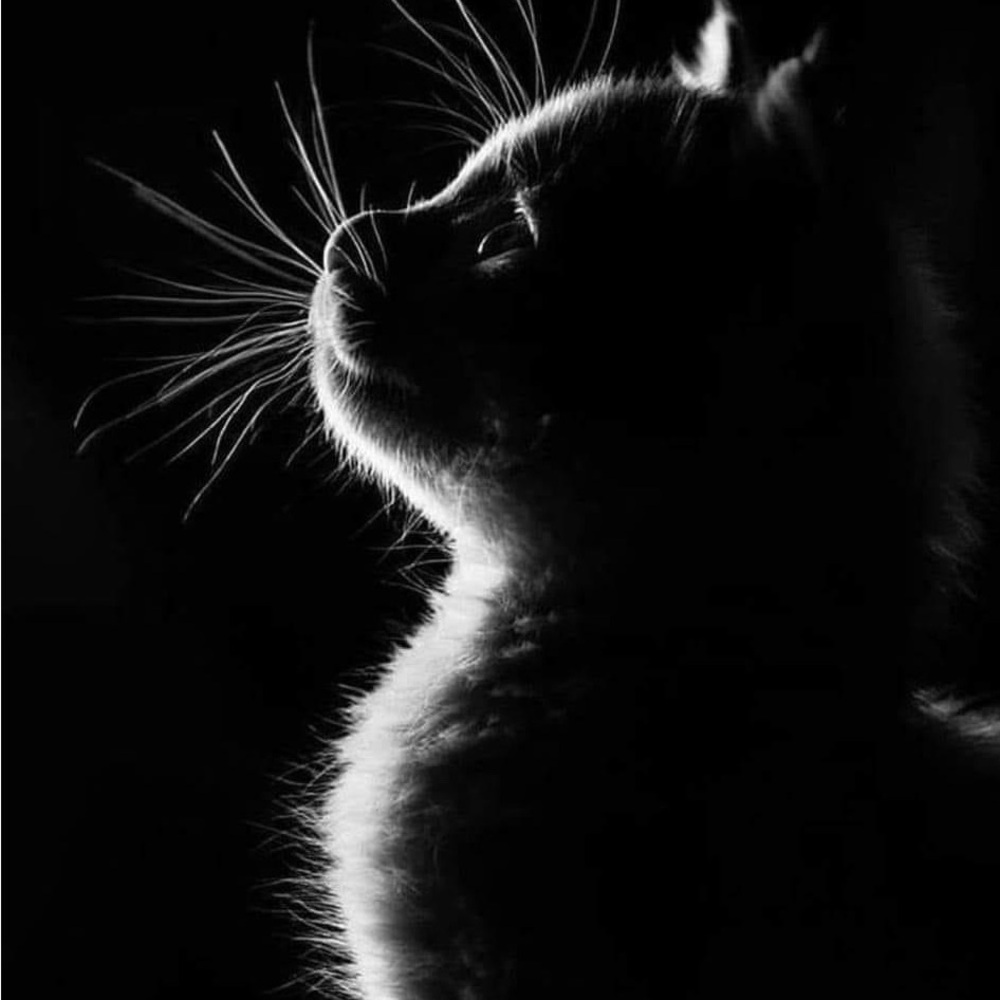 Meet your Posher, Rosie